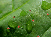 Salvapantallas Ladybird